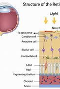 Image result for Retina Rods and Cones for Kids to Understand