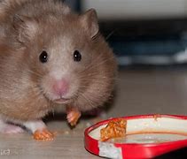 Image result for Hamster Eating Banana Meme
