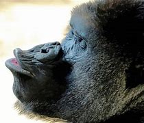 Image result for Ape Side Profile