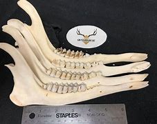 Image result for Small White Tail Deer Jaw Bone