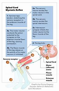 Image result for Spinal Cord Reflexes