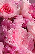 Image result for Peonie Flower Wallpaper iPhone