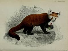 Image result for co_to_znaczy_zoological_society_of_london