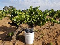 Bildergebnis für Sunce Grenache Old Vines Wente