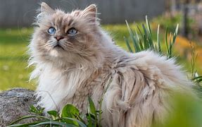 Image result for Amazing Cat Pictures