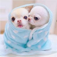 Image result for Cutest Chihuahua Ever