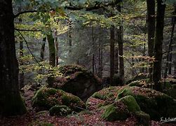 Image result for Flickr Forest