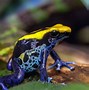 Image result for Frog Life Cycle Cut Out