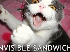 Image result for Cat Invisible Dodgeball