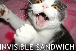 Image result for Invisible Cat Memes Pipe