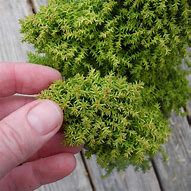 Image result for Cryptomeria japonica Twinkle Toes