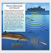 Image result for Animal Echolocation
