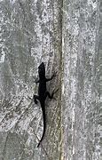 Image result for Black Anole Lizard