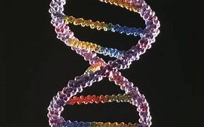 Image result for DNA Complements