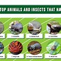 Image result for Animals with Shells