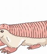 Image result for Pink Fairy Armadillos Club Tail