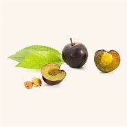 Image result for Opata Cherry Plum
