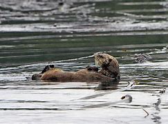 Image result for Sea Otter Profile Picture