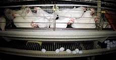 gabbia per galline ovaiole usate normativa sull allevamento di galline ovaiole in italia gabbia per galline ovaiole usate normativa sull allevamento di galline ovaiole in italia
