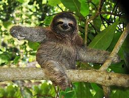 Image result for Space Sloth