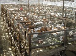 Image result for Rabbit Meat Farm