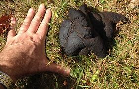 Image result for Black or Brown Bear Poop