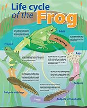 Image result for Frog Life Cycle Poster
