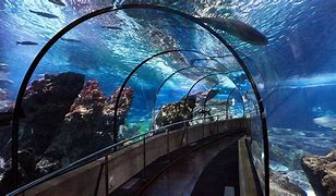 Image result for Barcelona Aquarium