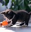 Image result for Kitten Toys