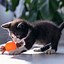 Image result for Good Cat Toys
