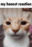 Image result for My Honest Reaction Meme Cat GIF