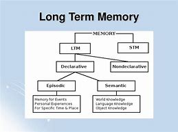 Image result for Long-Term Memory Diagram