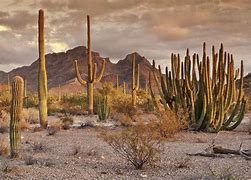 Image result for Desert and Cactus