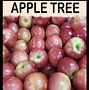 Image result for Apple Tree Growth