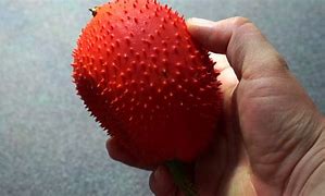 Image result for Smelly Fruit with Spikes