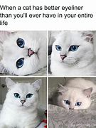 Image result for Relatable Cat Memes