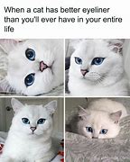 Image result for New Cat Meme Daddy