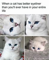 Image result for Random Cat Memes