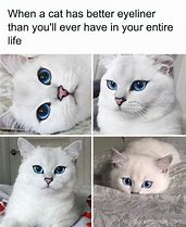 Image result for Best Cat Memes of Twenty Nineteen