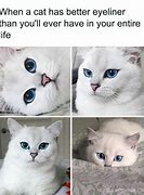 Image result for New Cat Memes