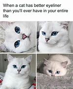 Image result for Please Respond Cat Meme