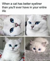 Image result for Cat Meme Art