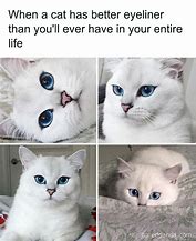 Image result for Popular Cat Meme