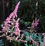 Image result for Astilbe simplicifolia Inshriach Pink