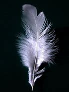 Image result for Feather Wallpaper for Walls