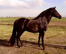 Image result for Aztech Horse