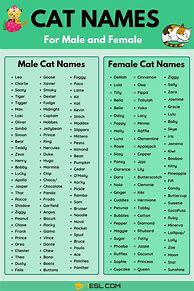 Image result for Cool Cat Names Girl