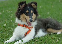 Image result for Small Collie