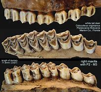 Image result for Deer Jawbone Teeth