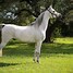 Image result for White Arabian Horse